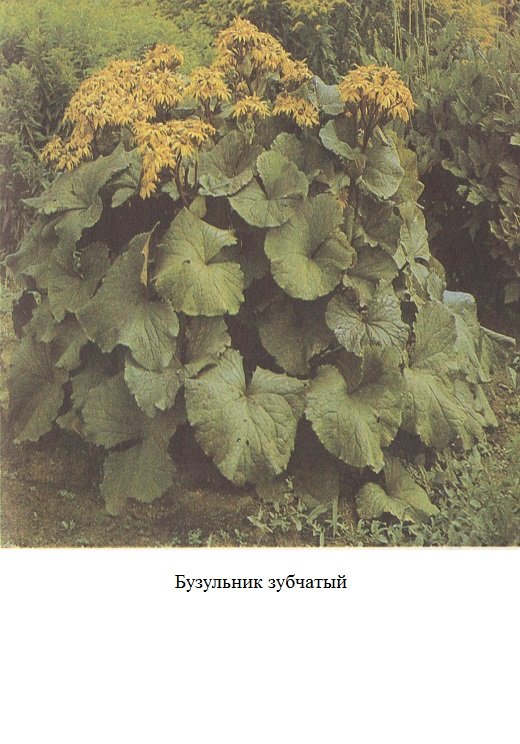 фото Бузульник зубчатый